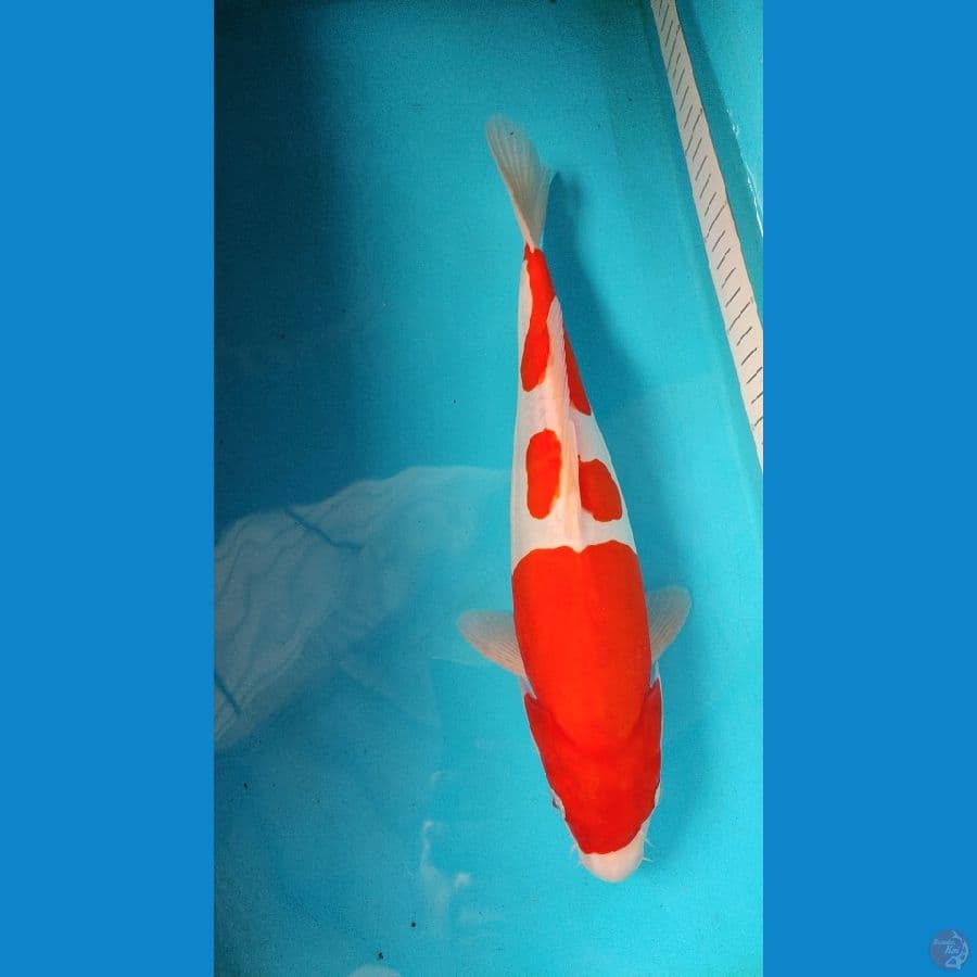 kohaku doitsu siap di ajak jalan show 36 cm Male