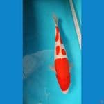 kohaku doitsu siap di ajak jalan show 36 cm Male