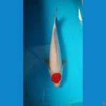 tancho 31 cm siap show