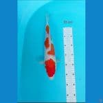 kohaku 35 cm 