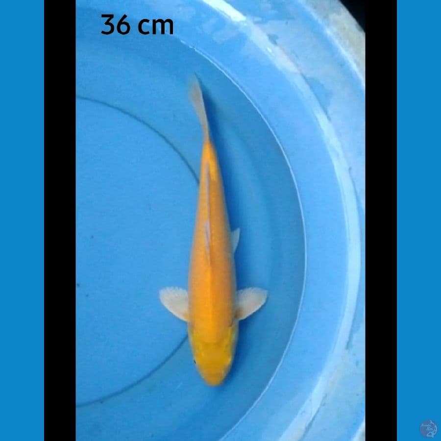 Karashi male punuk mata merah 36 cm