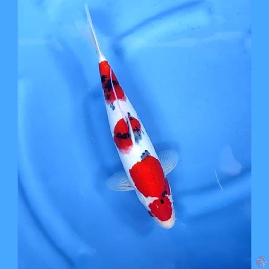 ( 34CM ) SANKE MANTAP - FEMALE