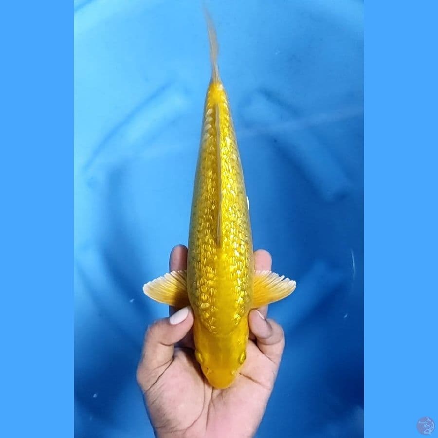 ( 29CM ) MIDORI GINRIN - MALE