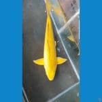 karasi genrin 47cm