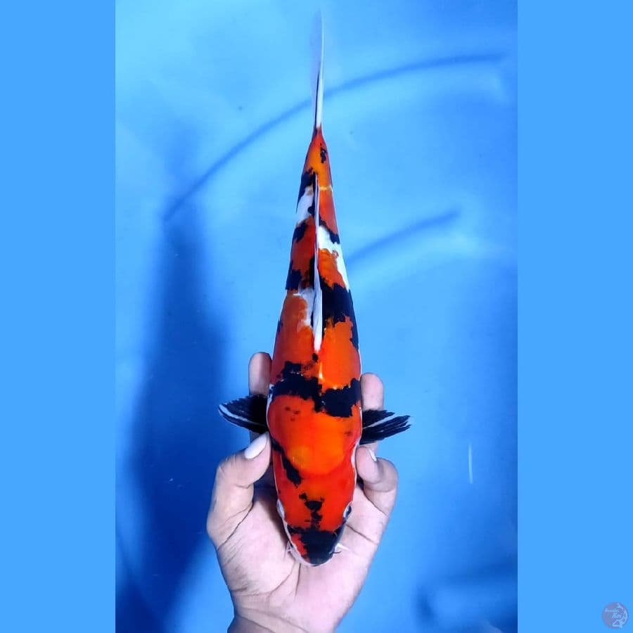 ( 31CM ) SHOWADOITSU - FEMALE