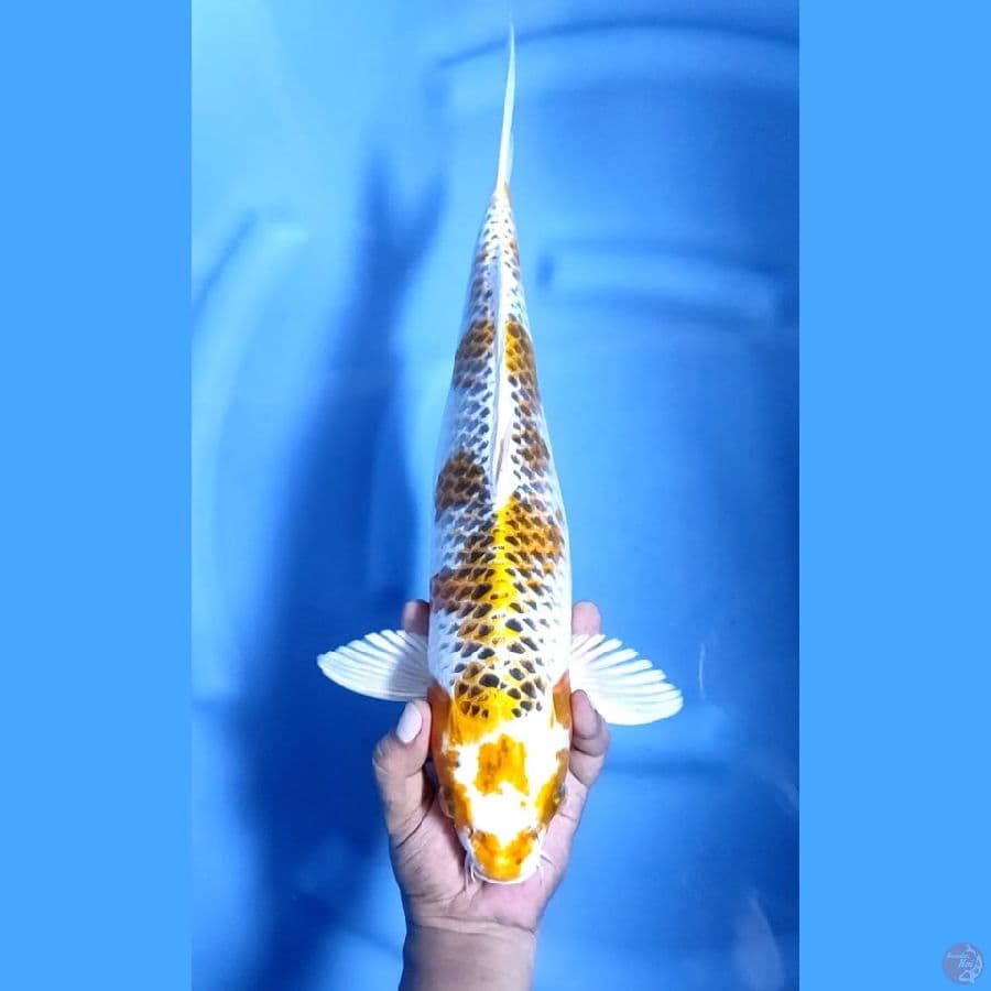 ( 43CM ) JUMBOKUJAKU - FEMALE