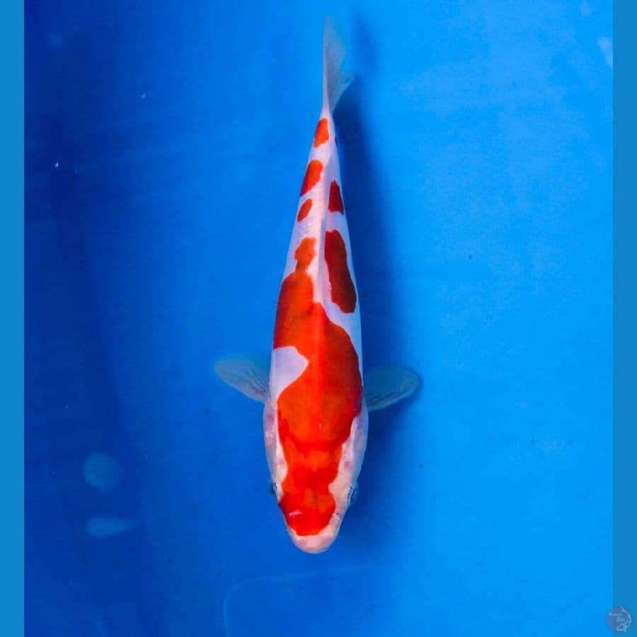 doitsu murni 17cm
