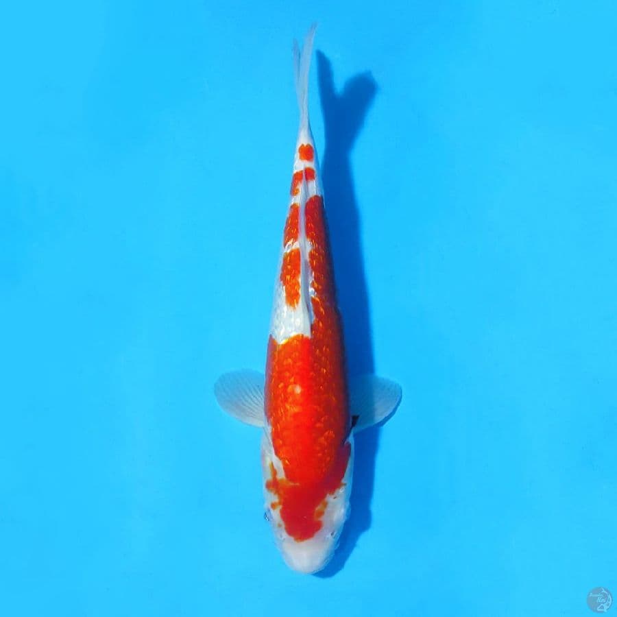 M31CM GINRIN KOHAKU