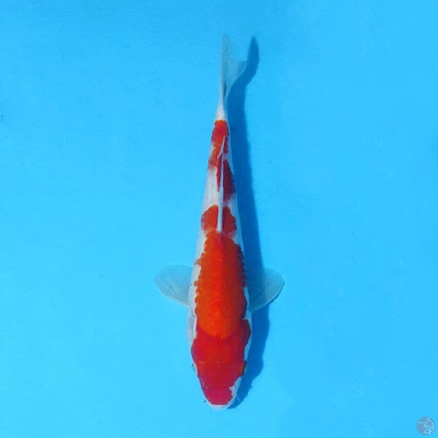 F25CM KOHAKU ORI