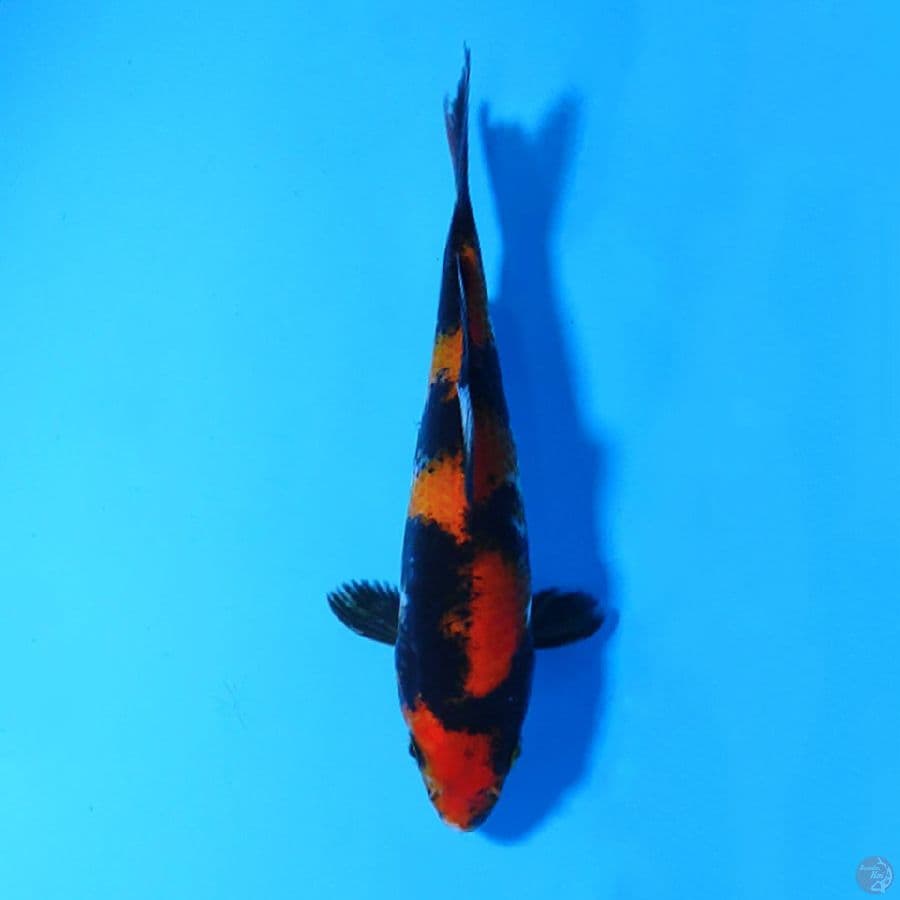 F20CM HI SHOWA 