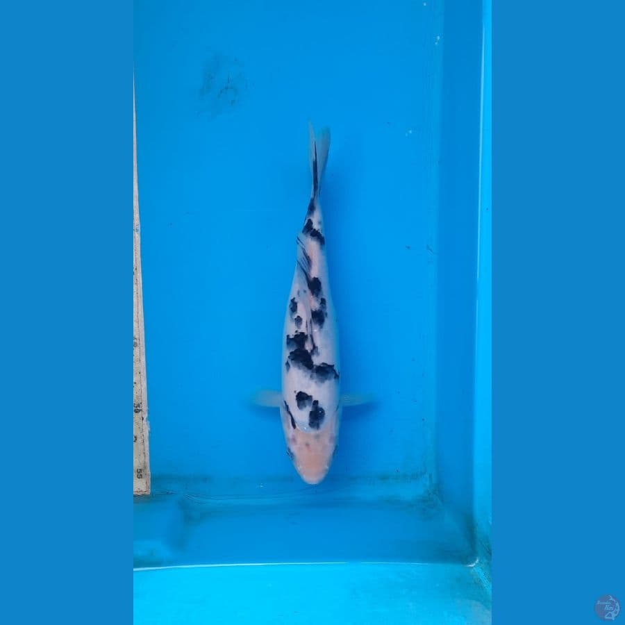 Bekko 