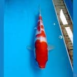 kohaku 23 cm 