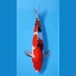 SANKE HQ BAKAT JUMBO ~39cm/Male~