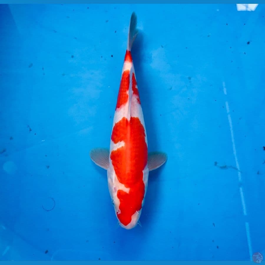 kohaku 22cm