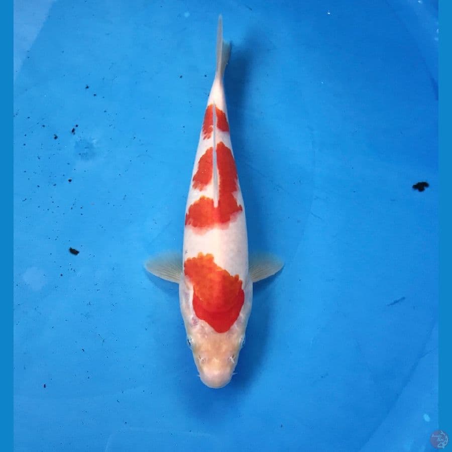 kohaku 20cm