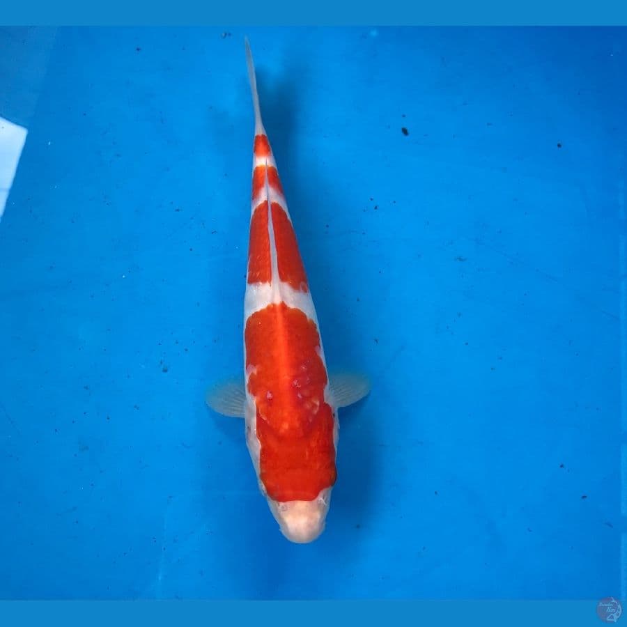 kohaku 20cm