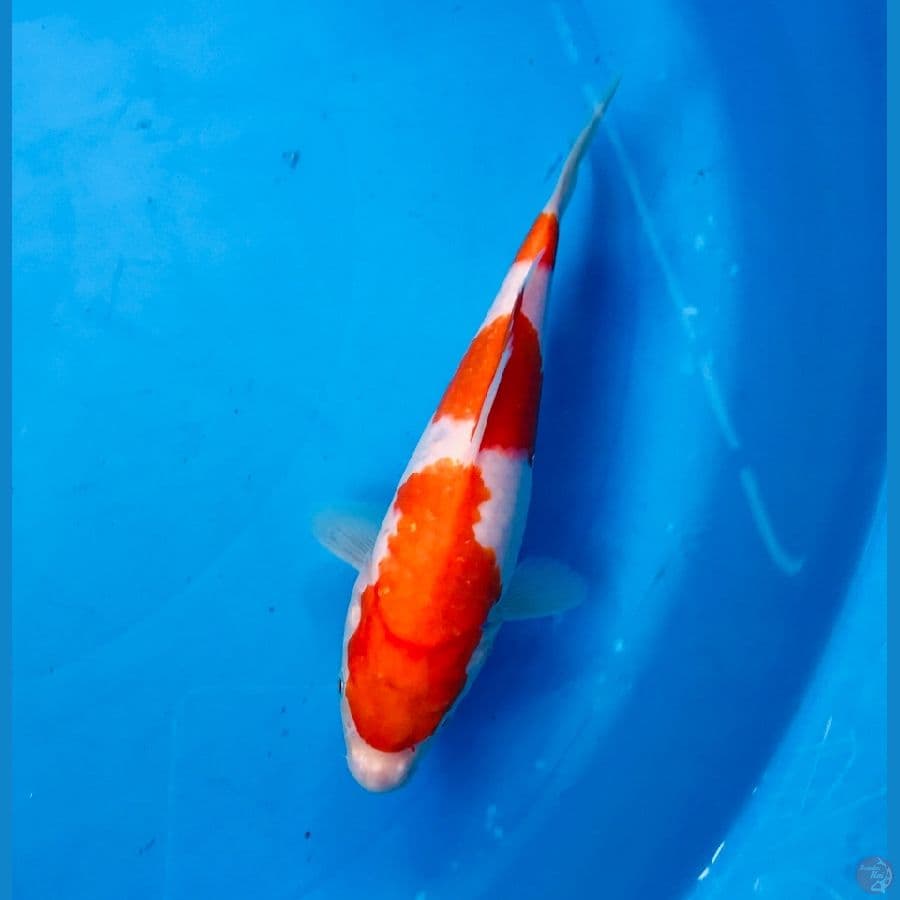 kohaku 20cm