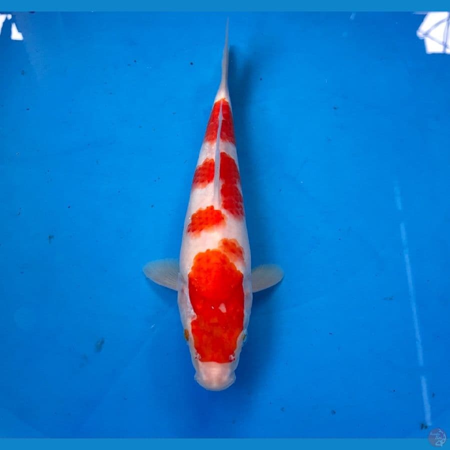 kohaku 23cm