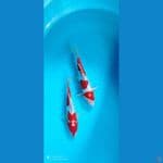 kohaku doits murni ori 31 ap