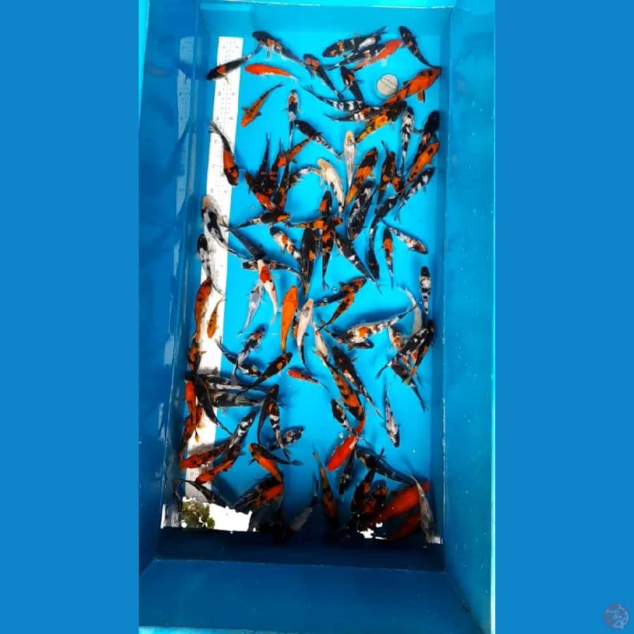 100ekor 10-18cm