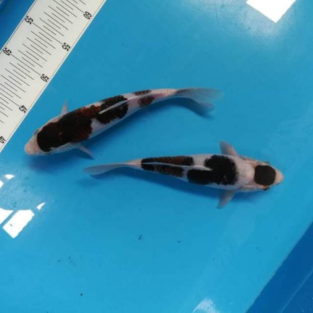 30bu Sumi Goromo 