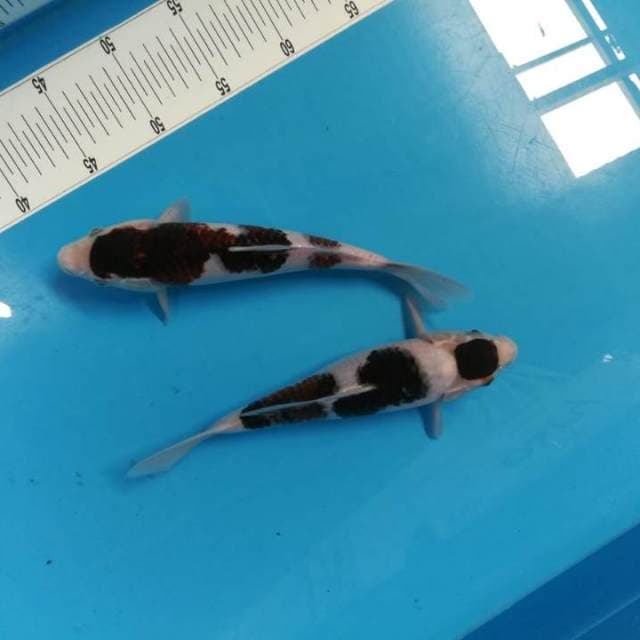 30bu Sumi Goromo 