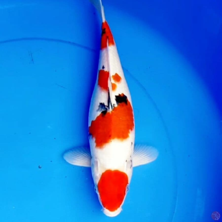 Maruten Sanke Hq 34cm