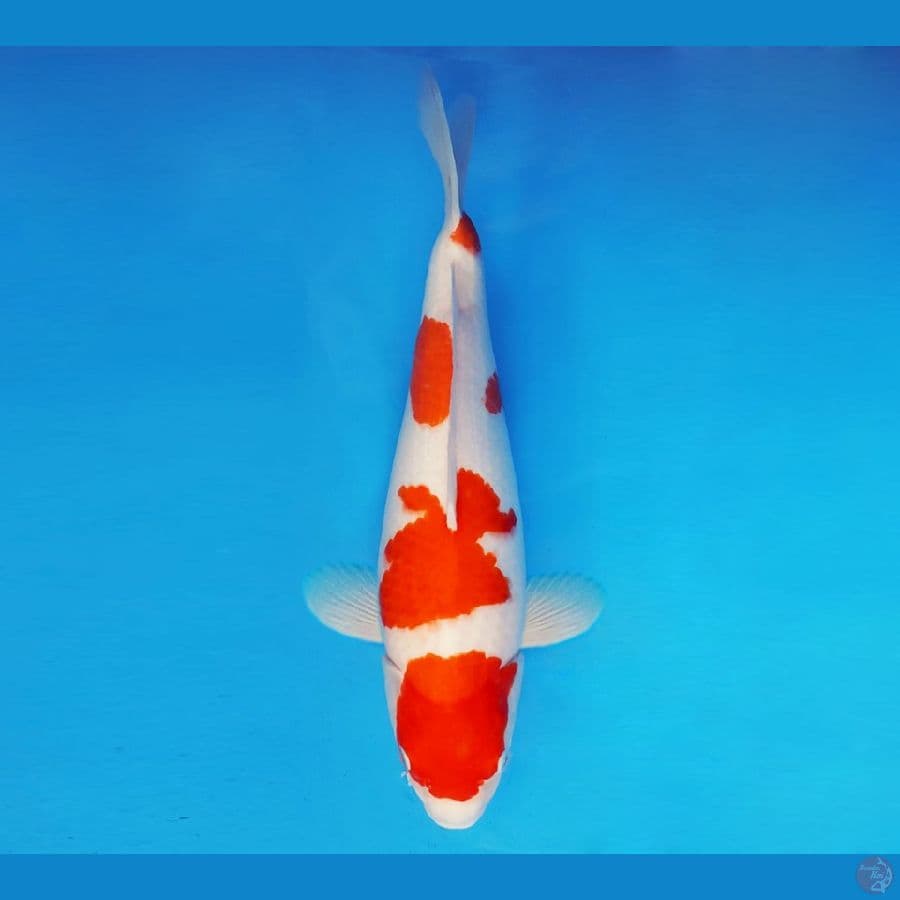 HANAMASA 3 ~ Kohaku 38 cm/fm ™