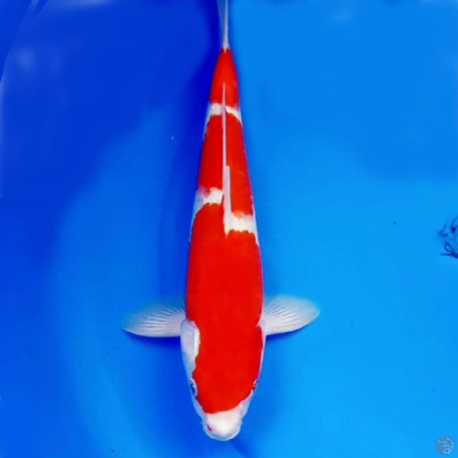 Sandan Kohaku Strong 34cm