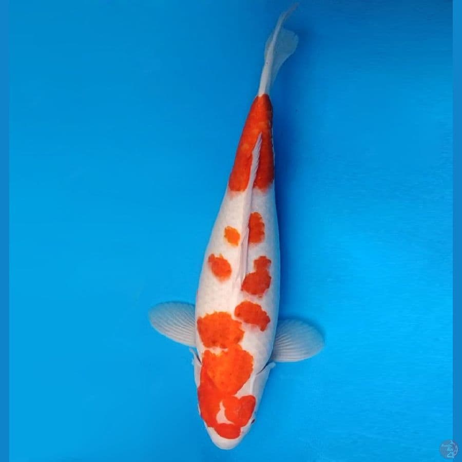 HANAMASA 4 ~ Ai Goromo 47 cm/fm ™