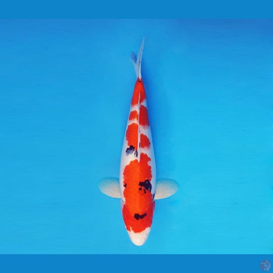HANAMASA 5 ~ Sanke 33 cm/fm™