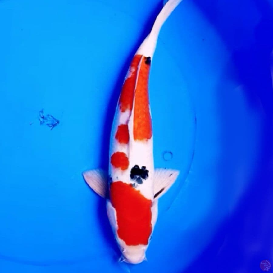 Tsubosumi Sanke Jumbo 40cm