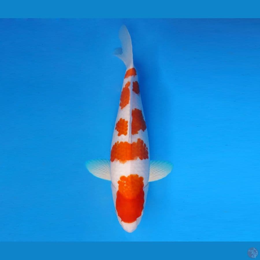 HANAMASA 7 - Kohaku 35 cm/fm ™