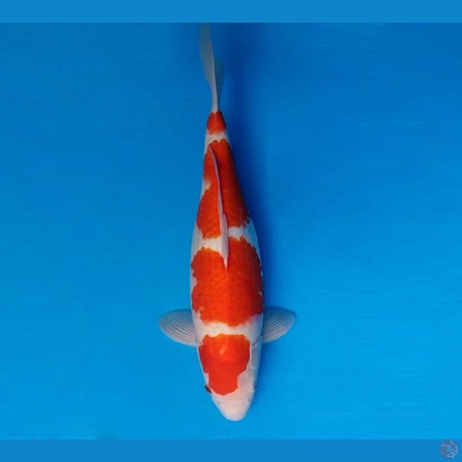 HANAMASA 8 ~ Kohaku 40 cm/fm ™