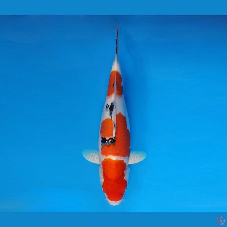 HANAMASA 12 ~ Taisho Sanke 38 cm/fm ™