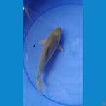shoragoi munuk 25cm