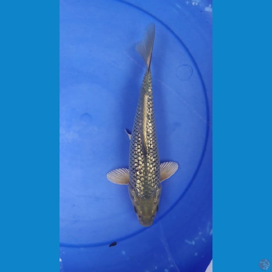 shoragoi ginrin 29cm