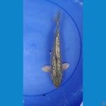 shoragoi ginrin 29cm