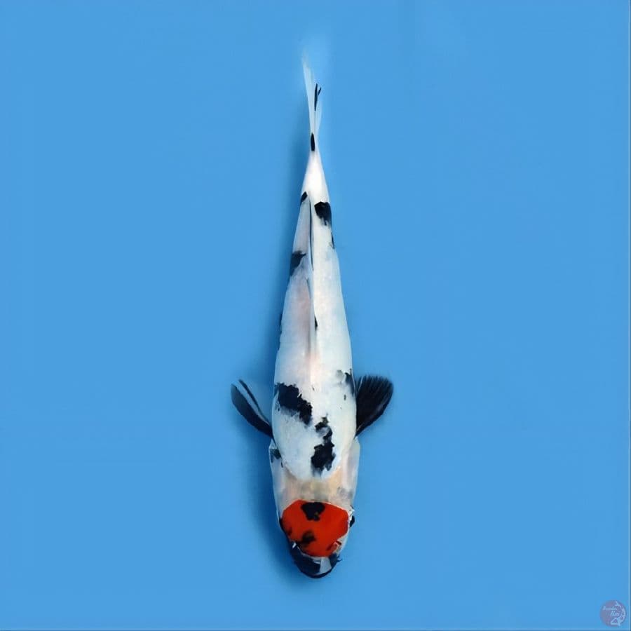 original TC showa 18 cm