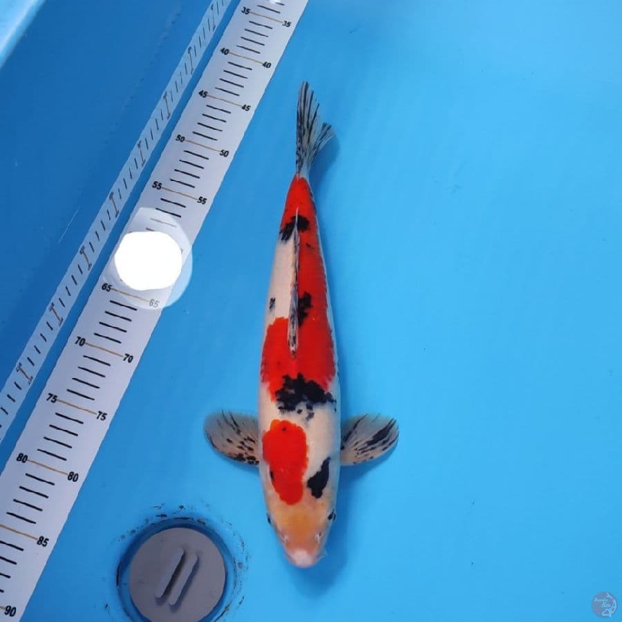 SANKE 38CM - MALE