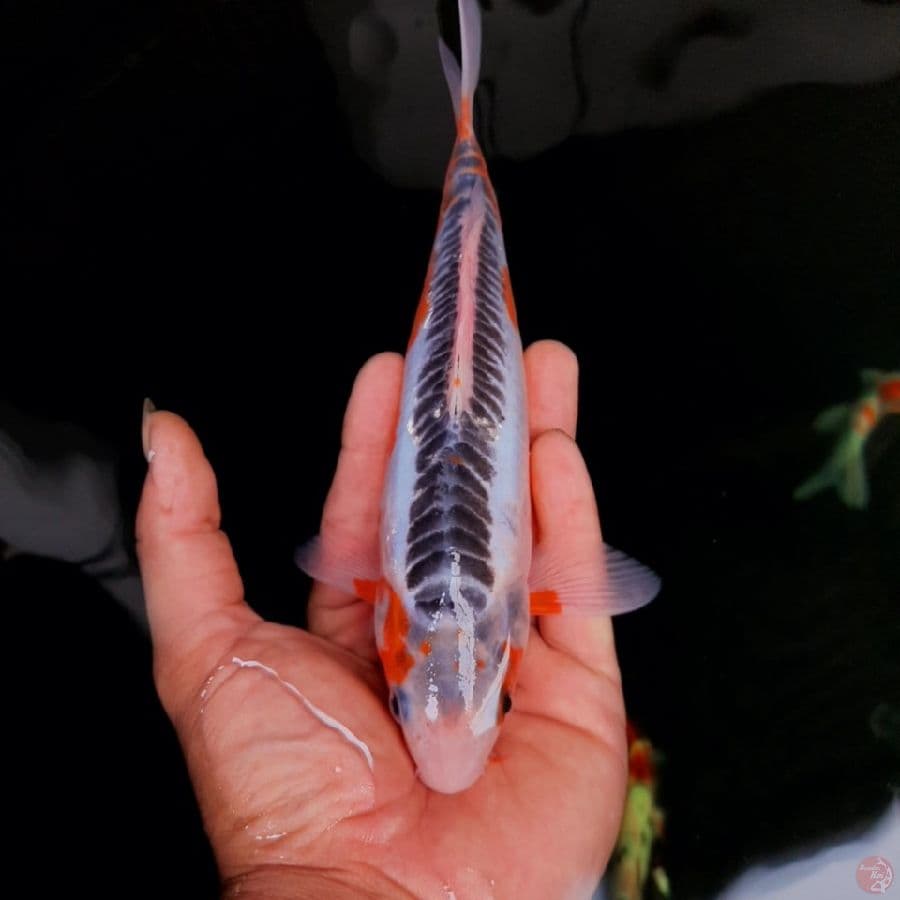 shusui 23cm
