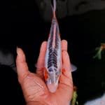 shusui 23cm 