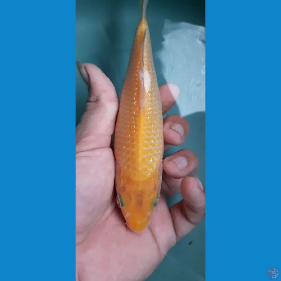 karashi corn 20cm jantan
