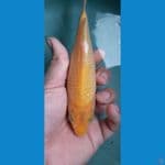 karashi corn 20cm jantan