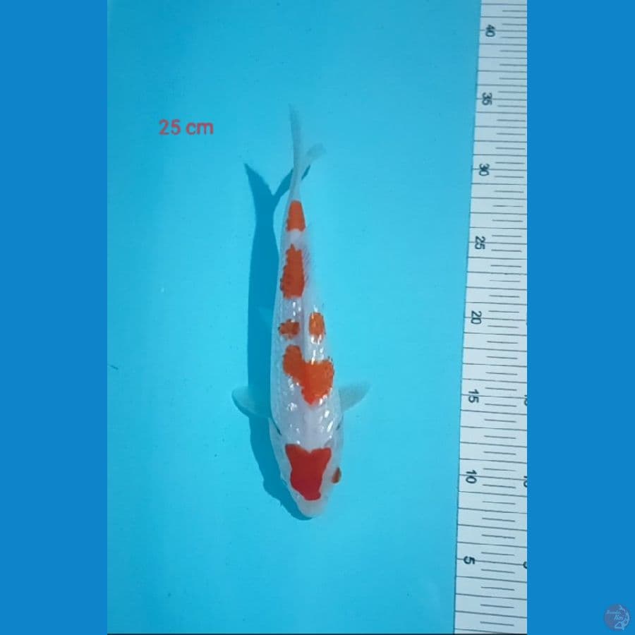 kohaku gindrin tosei 25 cm