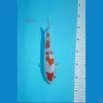 kohaku gindrin tosei 25 cm