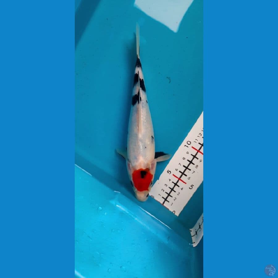 tancho showa 25cm