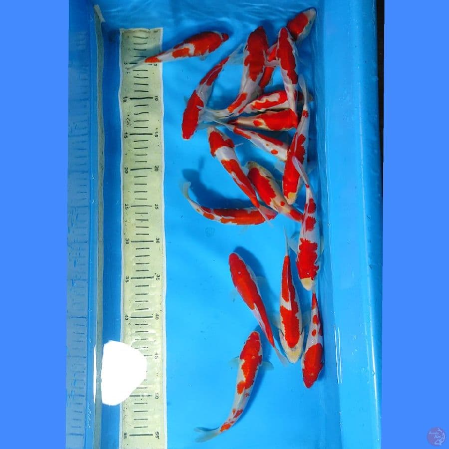 KOHAKU 17 EKOR SIZE 15-18CM 