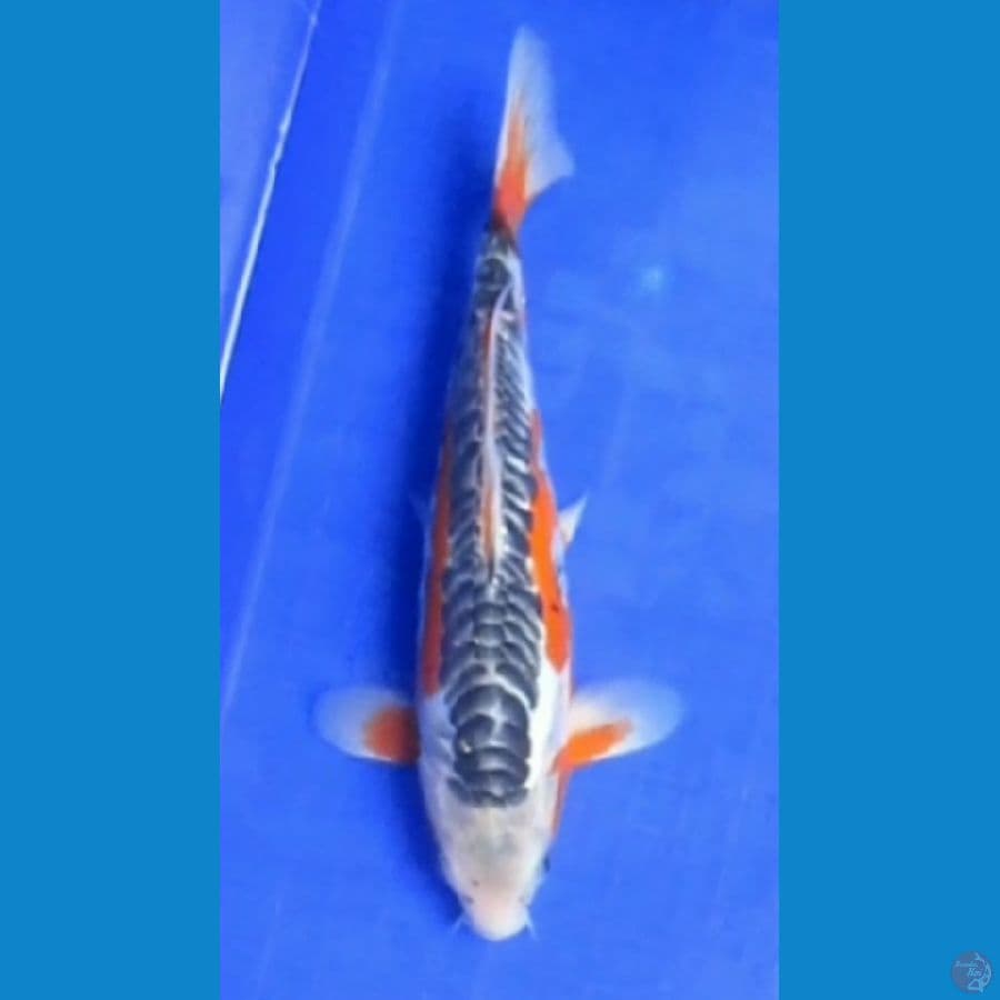 SHUSUI MALE 25CM