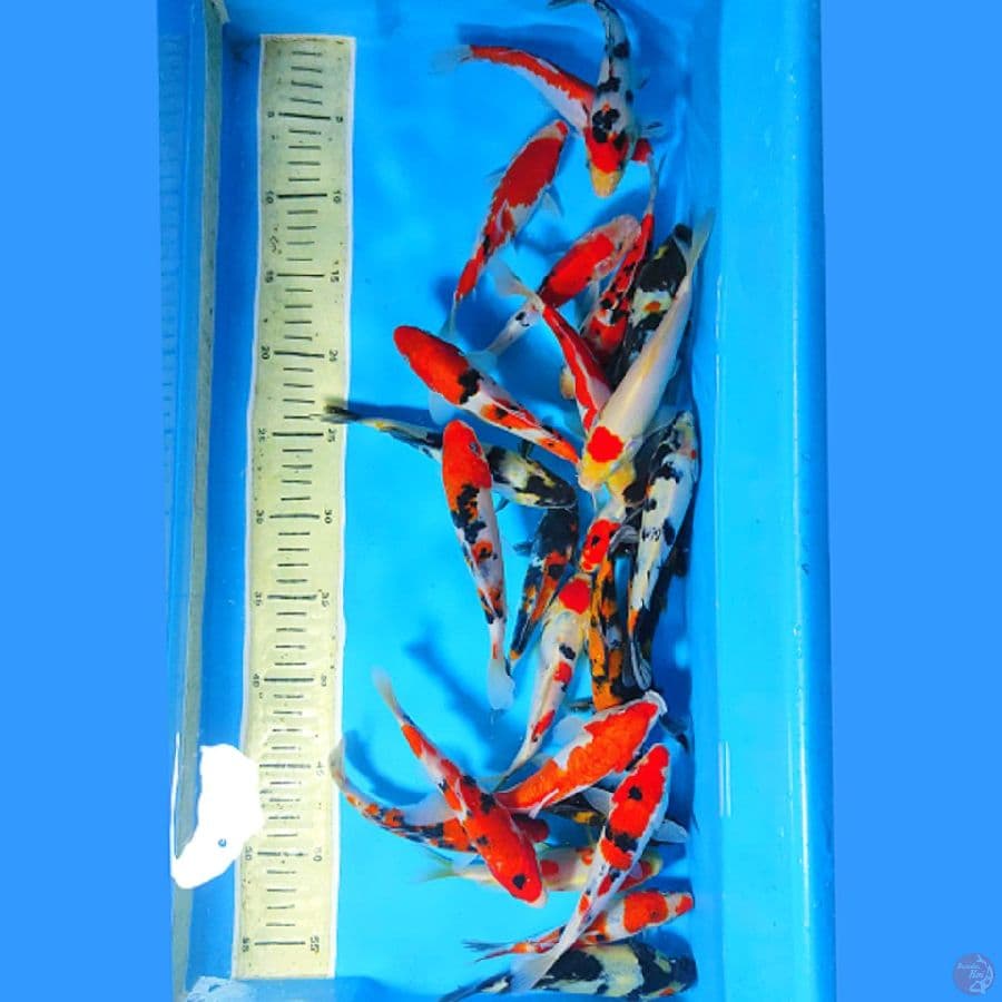 MIX PAKET HEMAT 25 EKOR SIZE 15-18CM